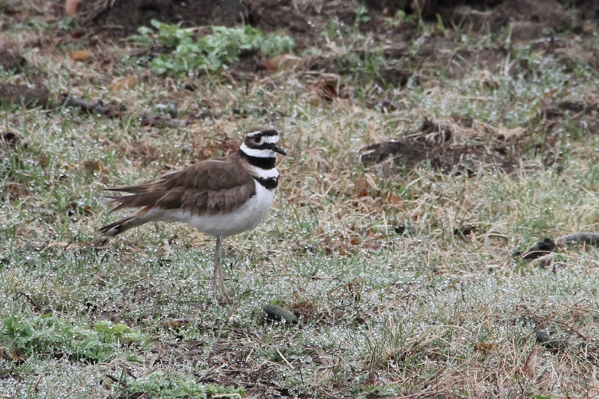 Killdeer - Martha Huestis