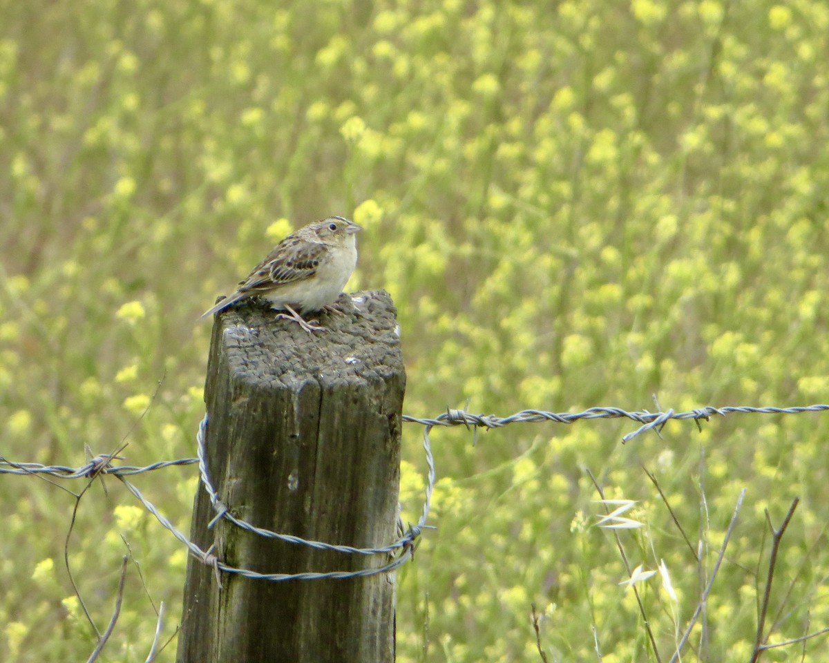 Grasshopper Sparrow - ML436290221