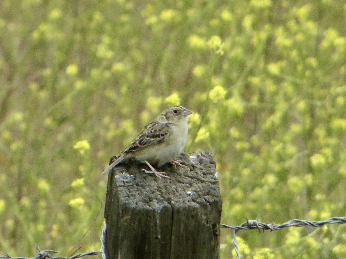 Grasshopper Sparrow - ML436290311