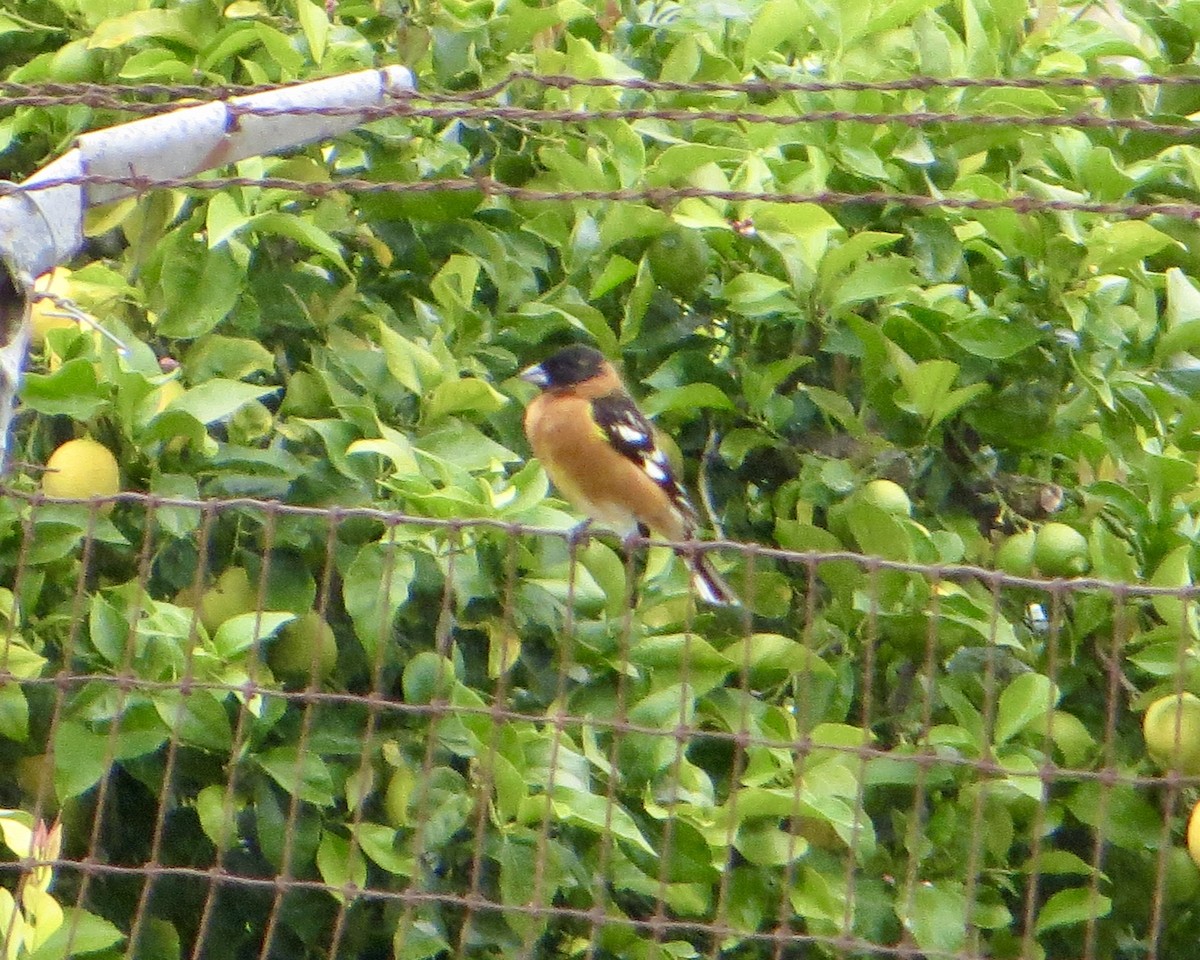 Black-headed Grosbeak - ML436290411