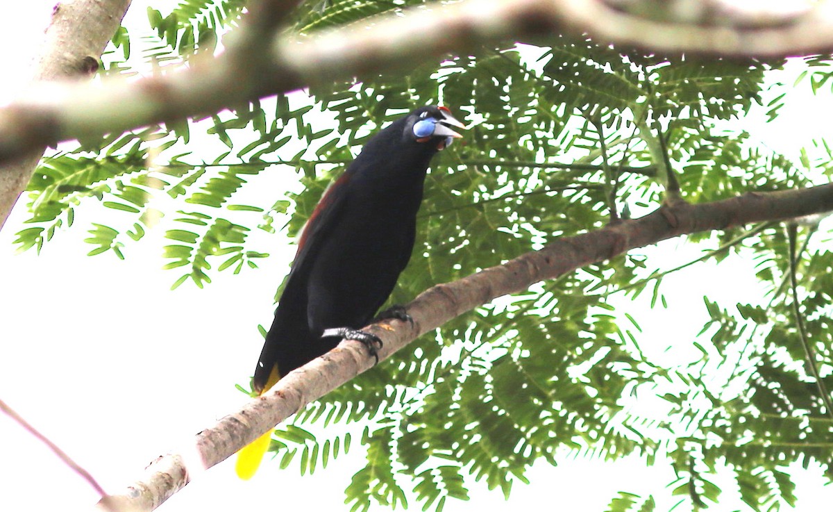 Black Oropendola - Rohan van Twest