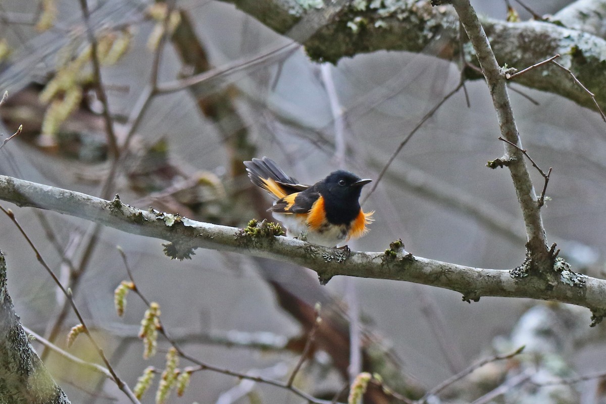 rødstjertparula - ML436292371