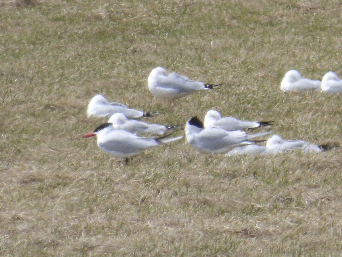 Caspian Tern - ML436292711