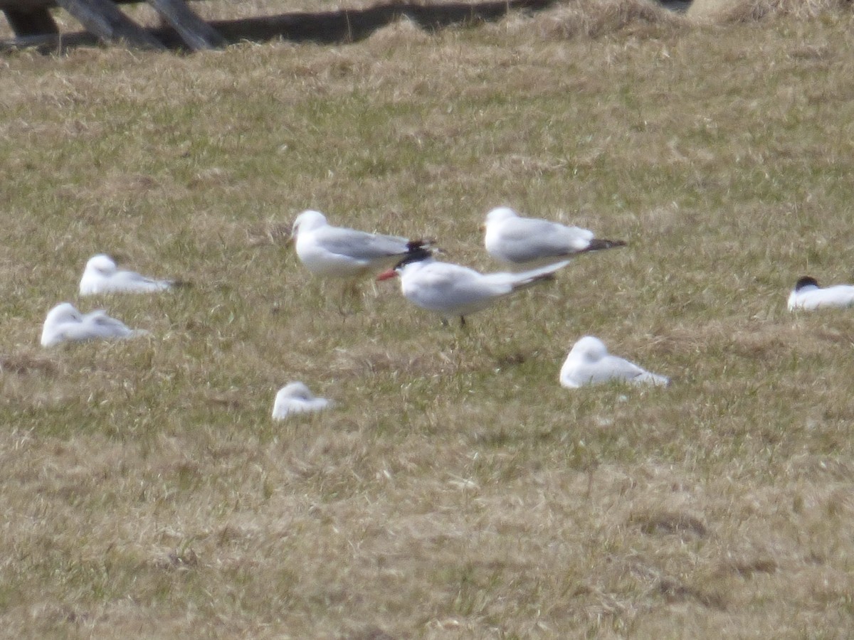 Caspian Tern - ML436292721