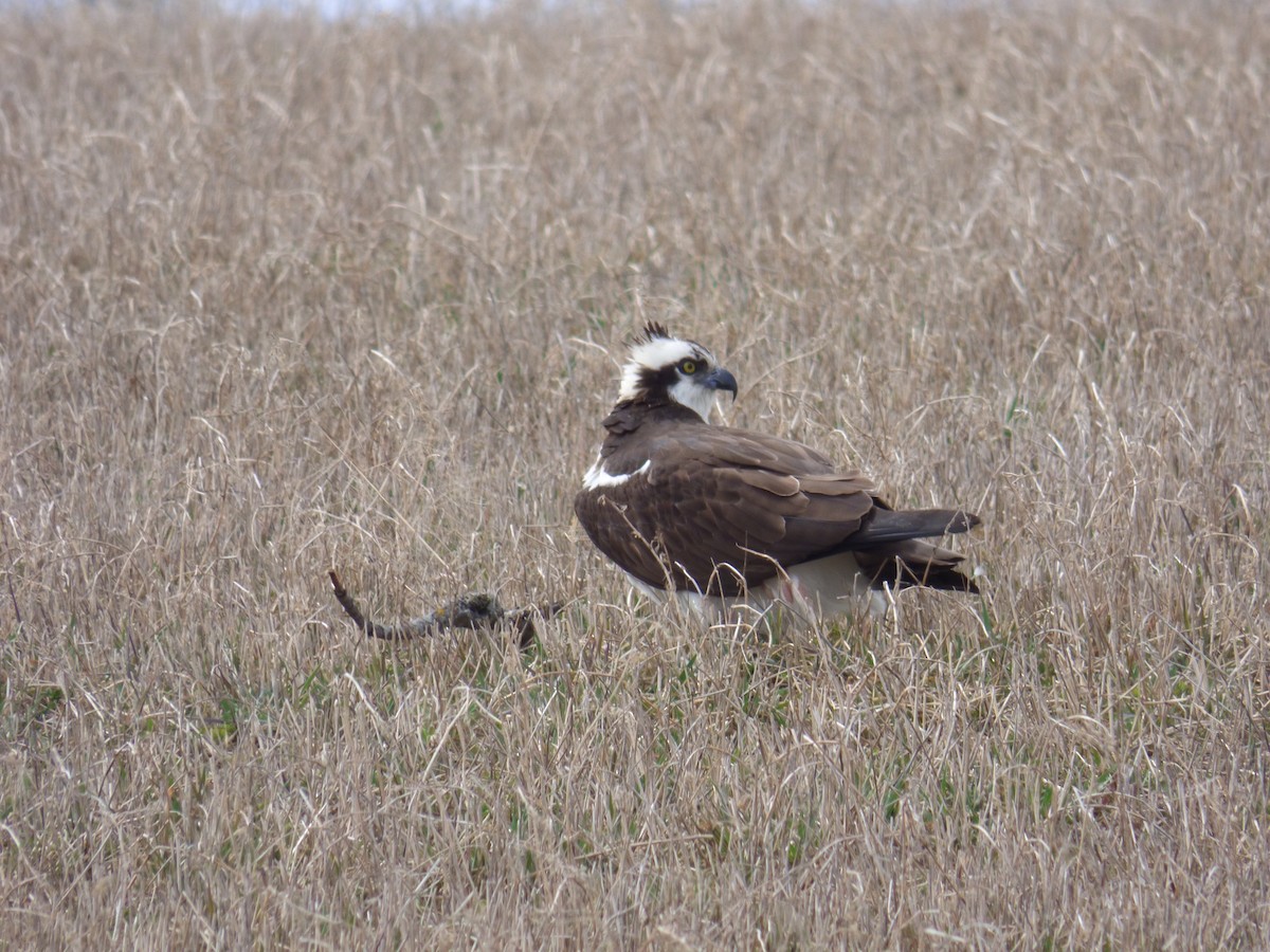 Osprey - ML436293021