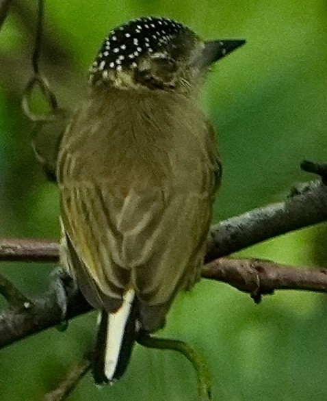 Olivaceous Piculet - ML436294491