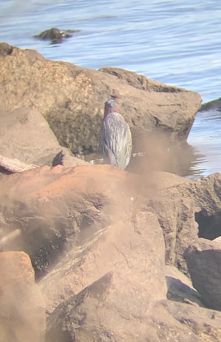 Green Heron - ML436295271