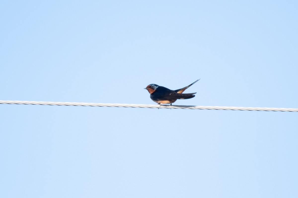 Barn Swallow - ML436295961