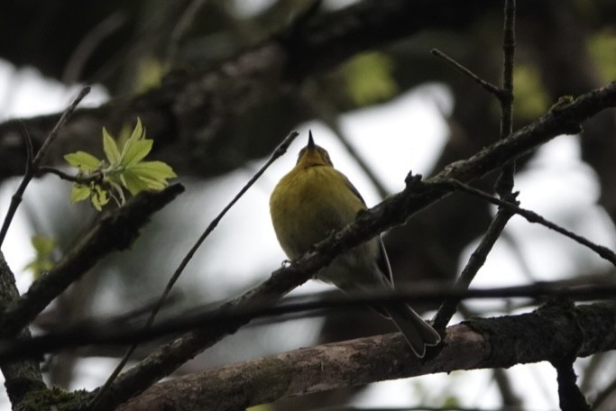 Pine Warbler - ML436296131