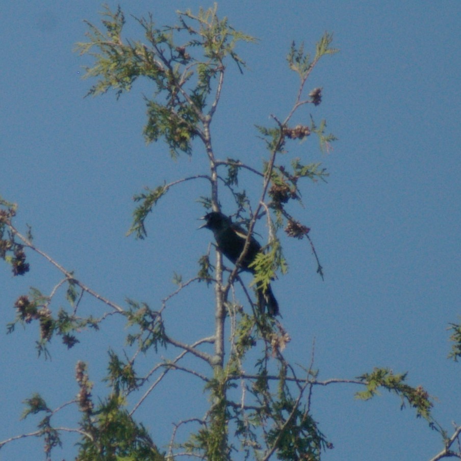 Red-winged Blackbird - ML436297851