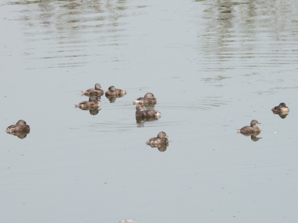 Least Grebe - ML436301511