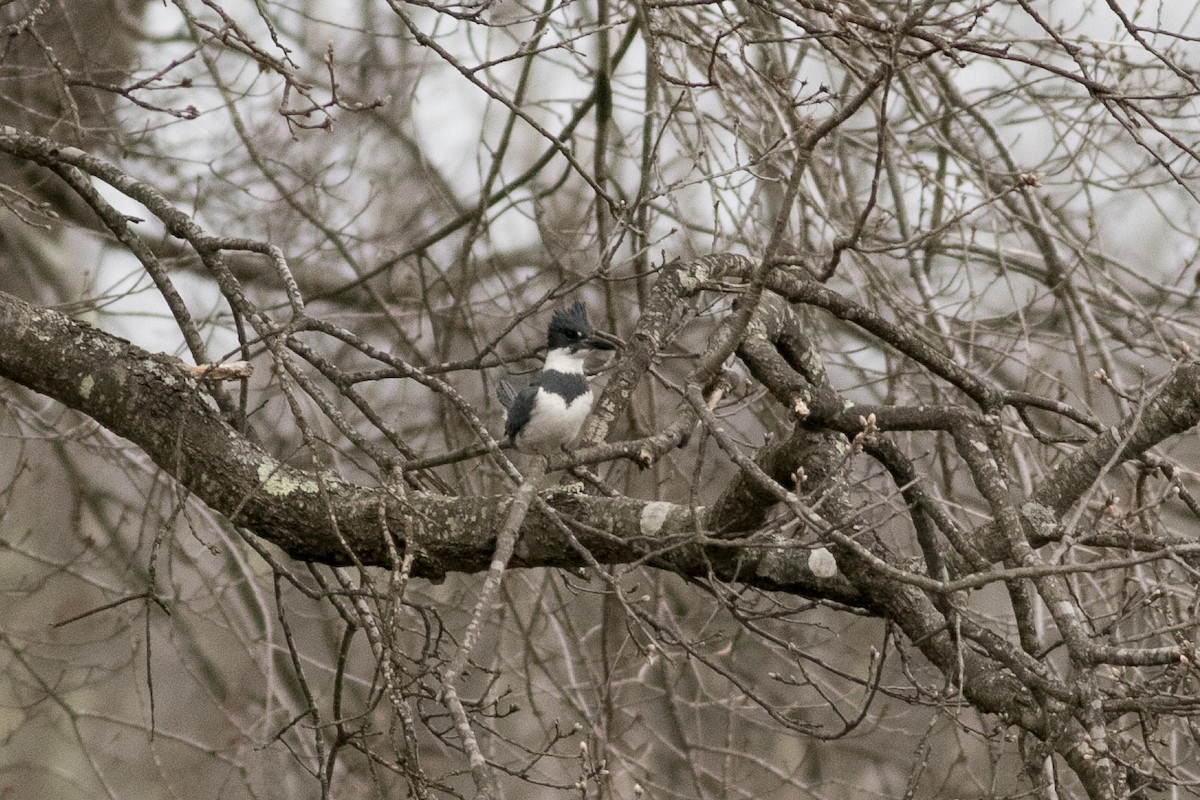 Belted Kingfisher - ML436301711
