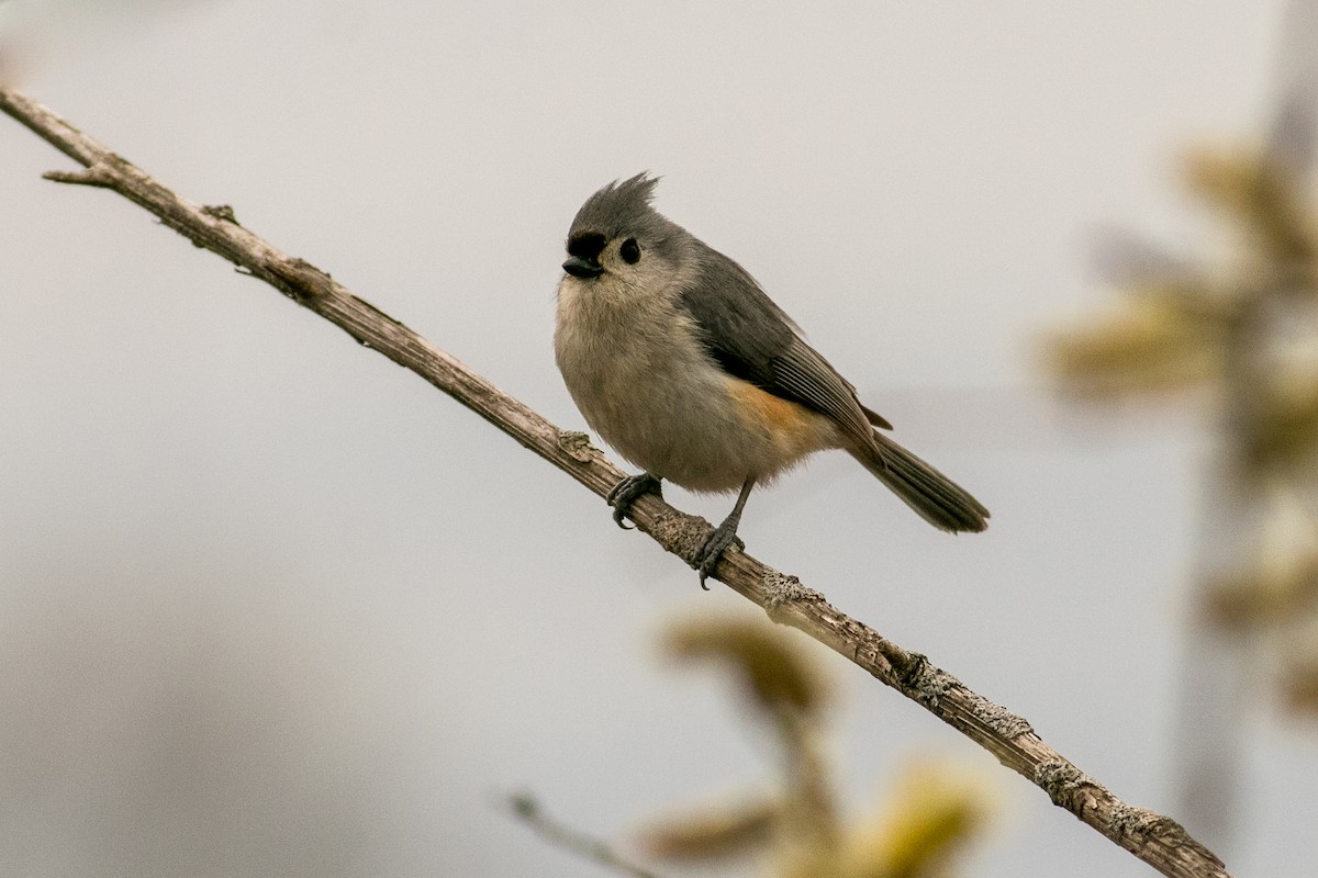 Tufted Titmouse - Katherine Zhang