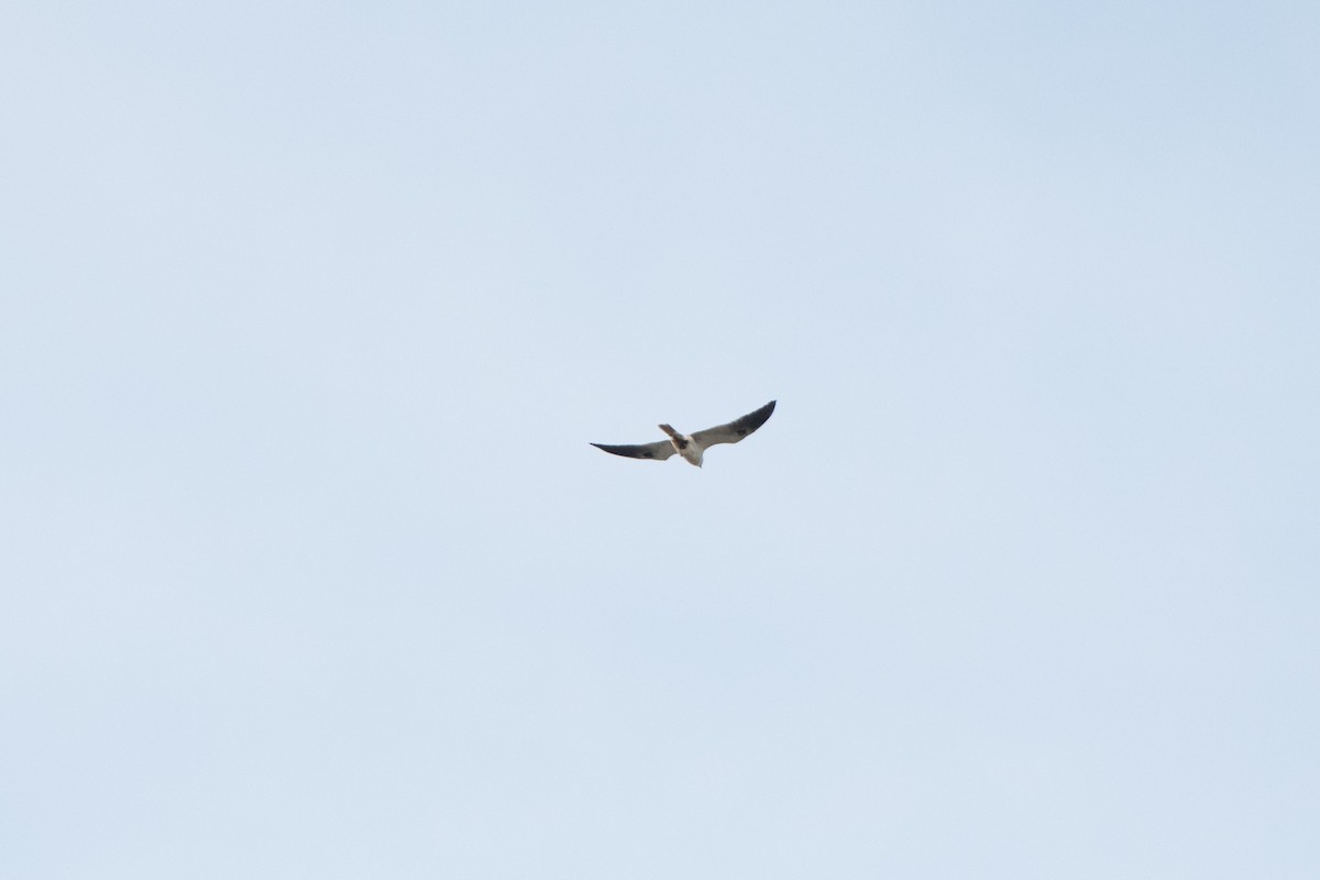 White-tailed Kite - Ivani Martínez Paredes
