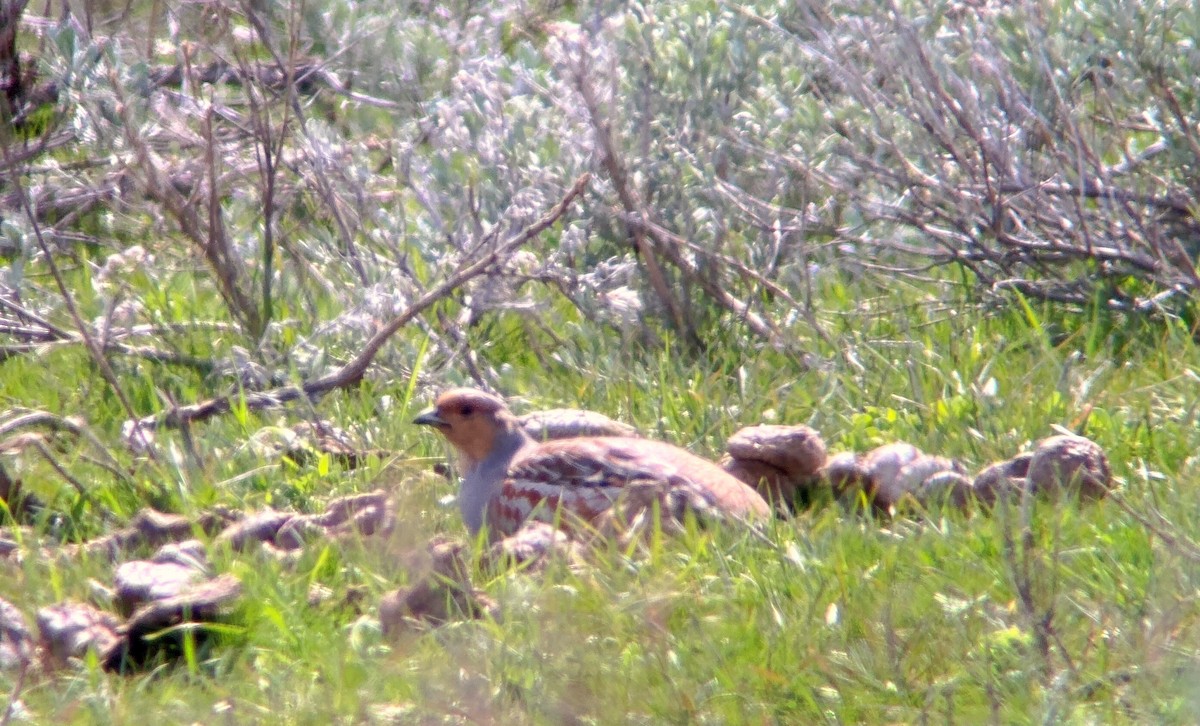 Gray Partridge - Joel Schmidt