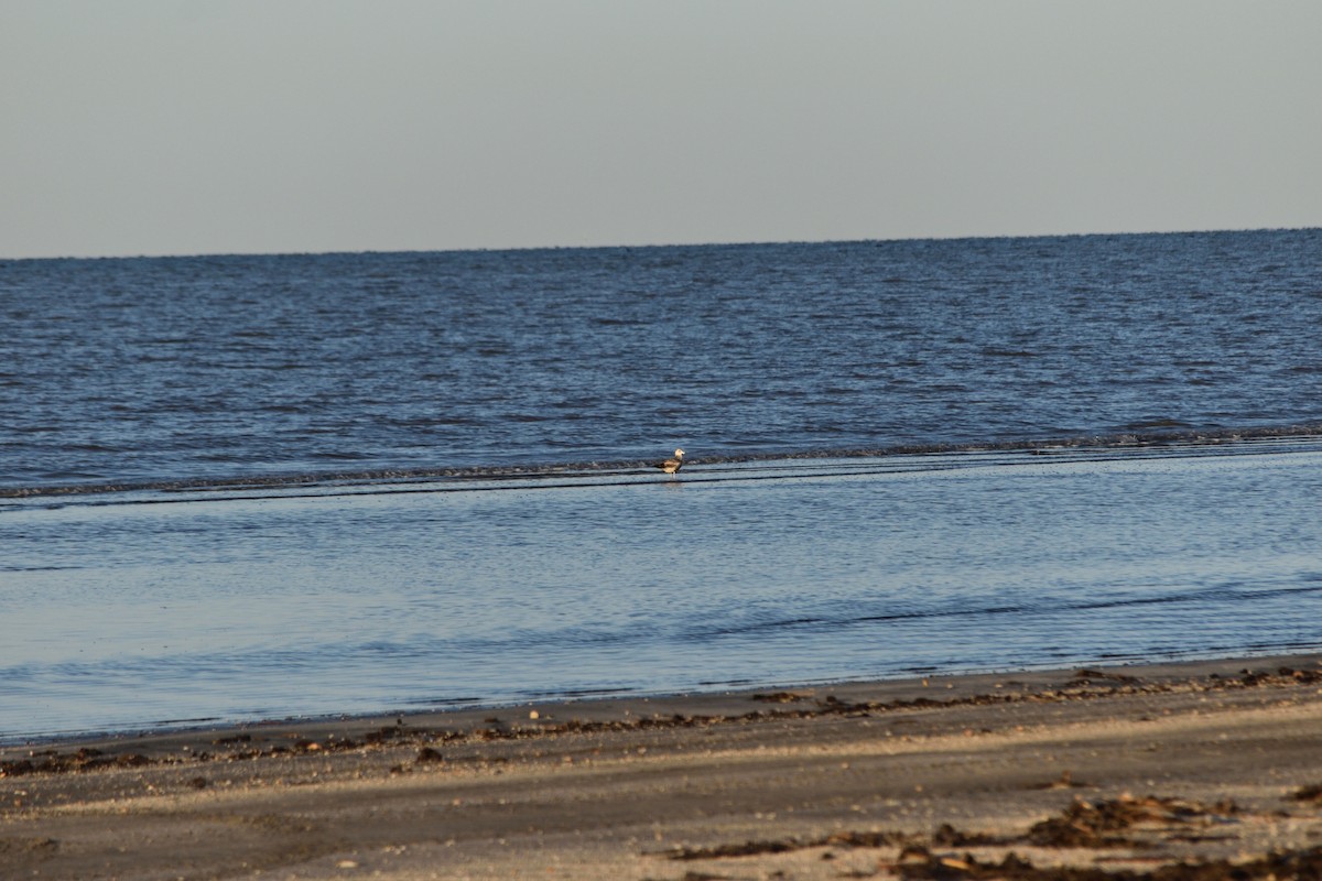 California Gull - ML436306301