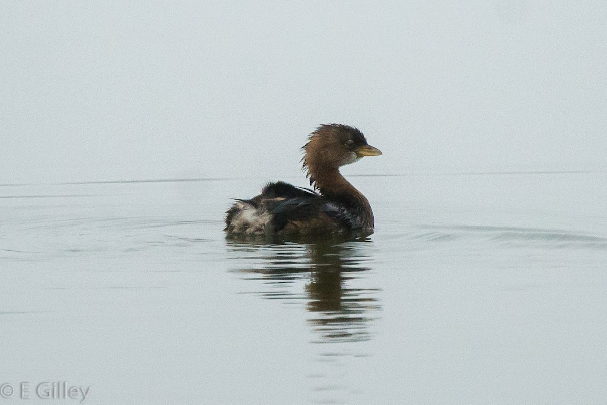Pied-billed Grebe - Earline Gilley