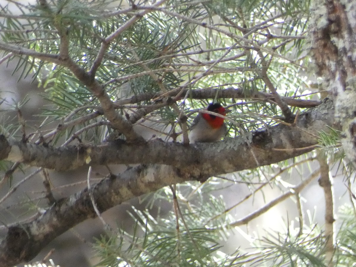 Red-faced Warbler - Dylan Osterhaus