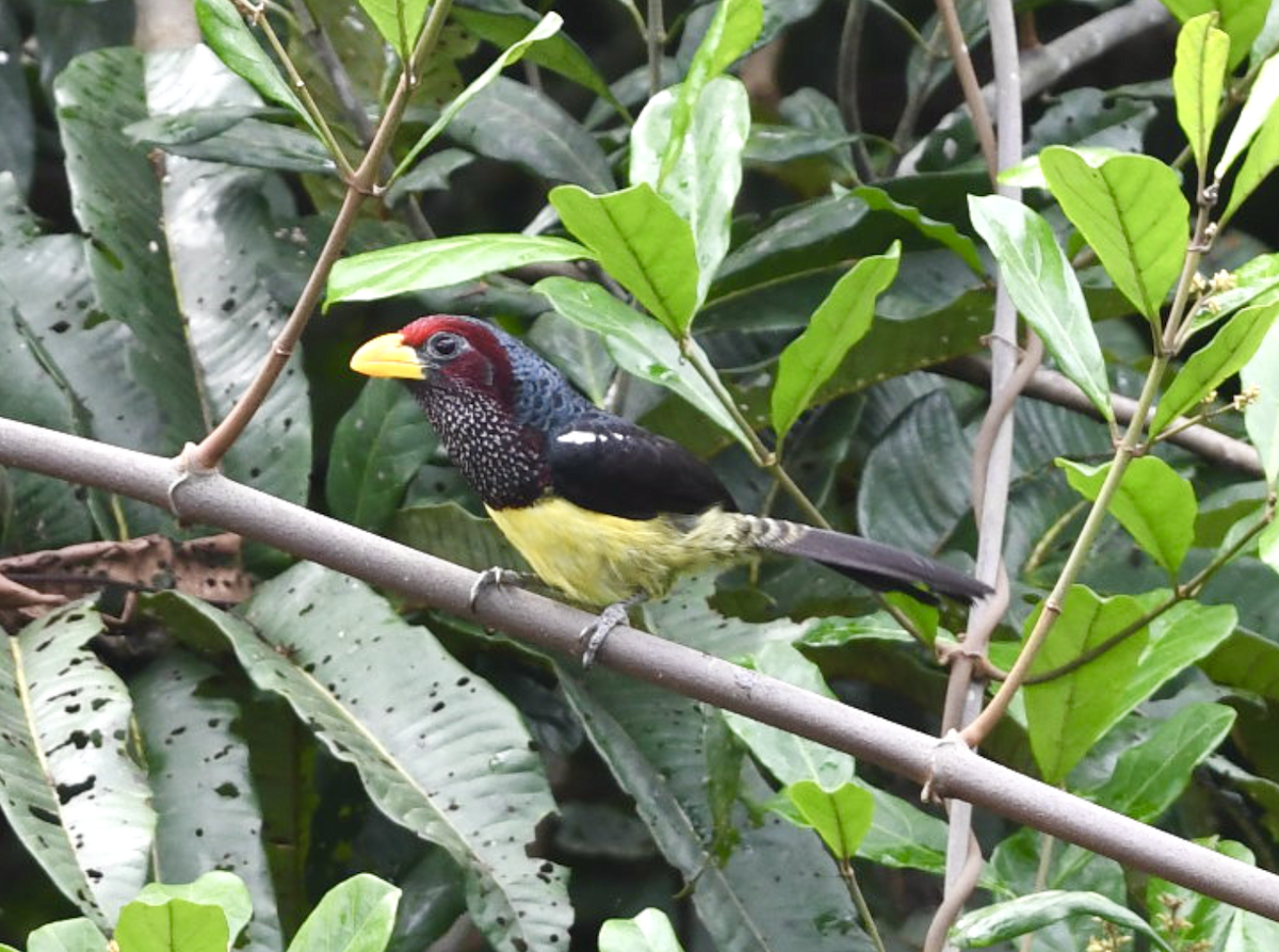 Western Yellow-billed Barbet - ML436306961