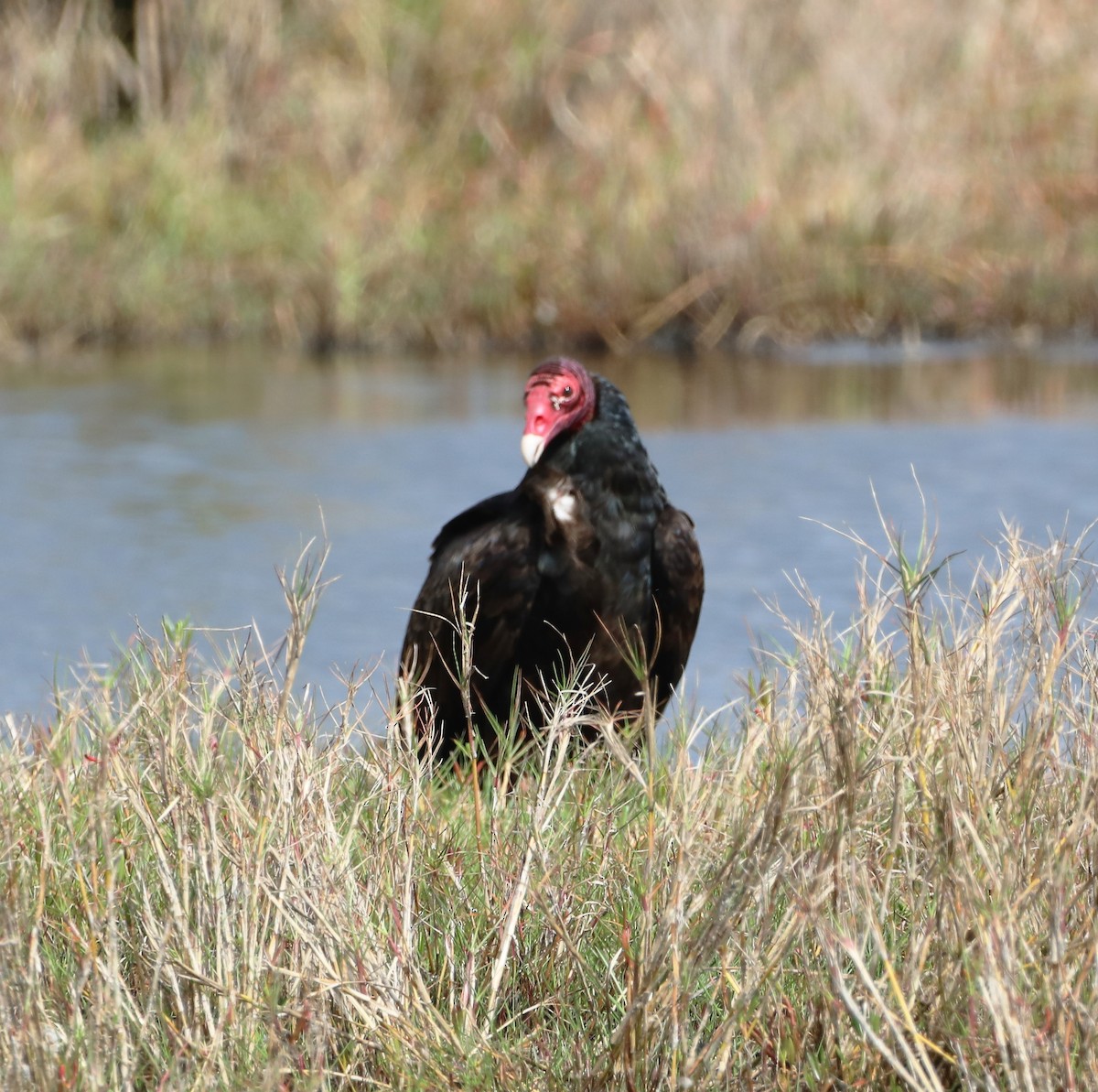 Urubu à tête rouge - ML436307421