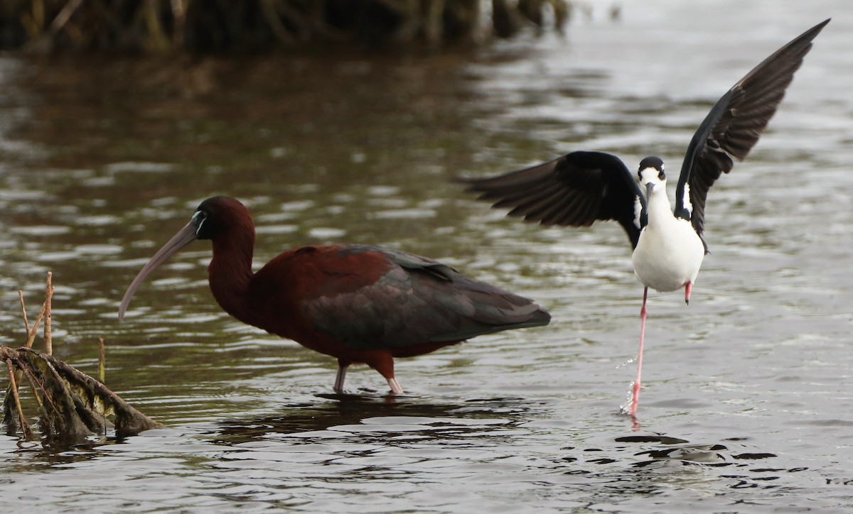 Glossy Ibis - ML436307651