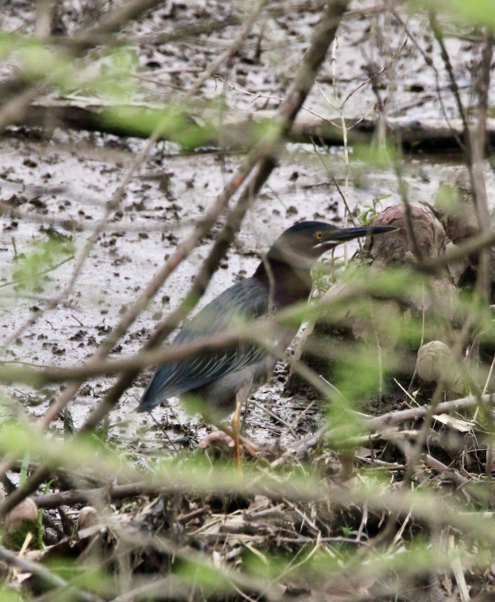 Green Heron - ML436310271