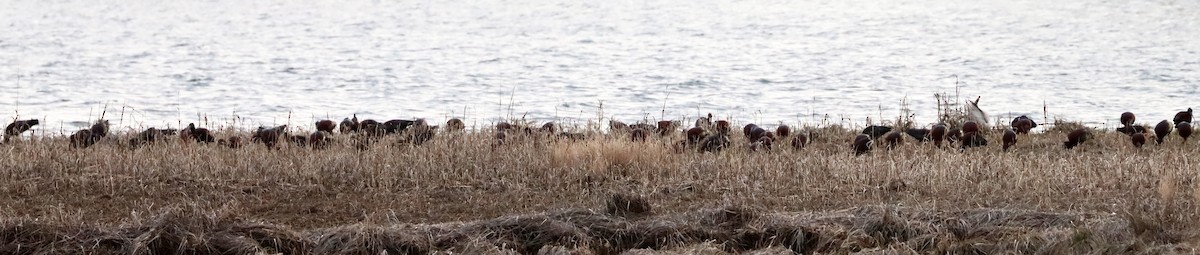 Glossy Ibis - ML436312551