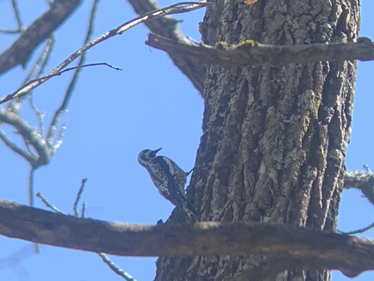 Yellow-bellied Sapsucker - ML436312951