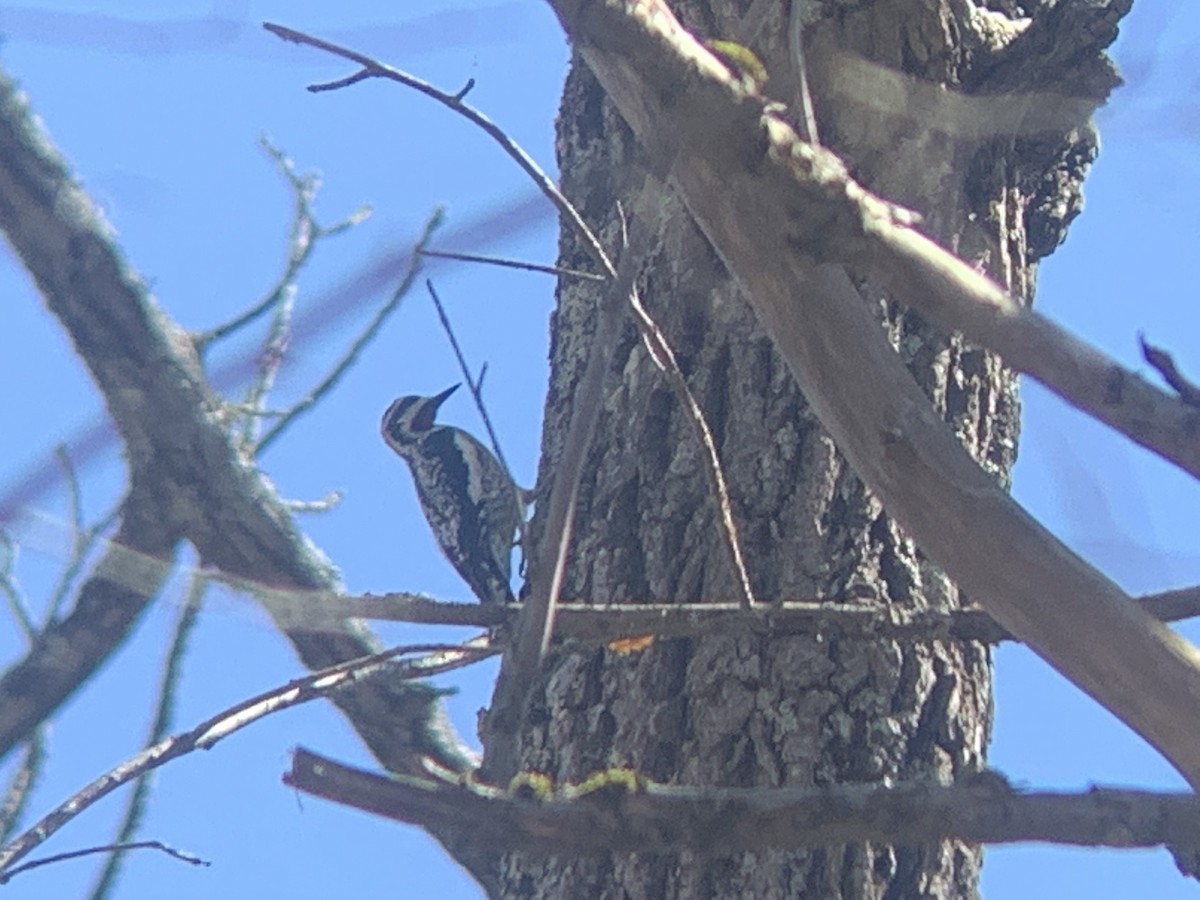 Yellow-bellied Sapsucker - ML436312961