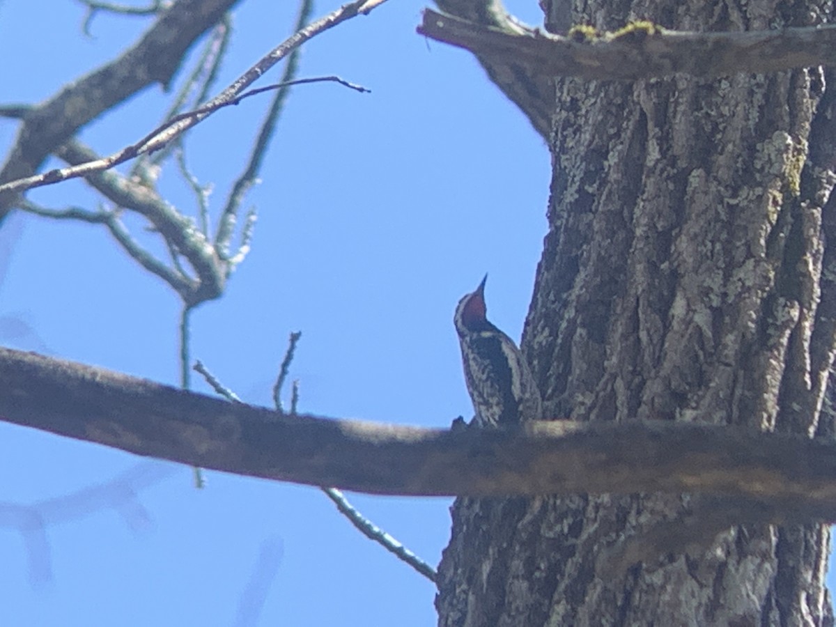 Yellow-bellied Sapsucker - ML436312971