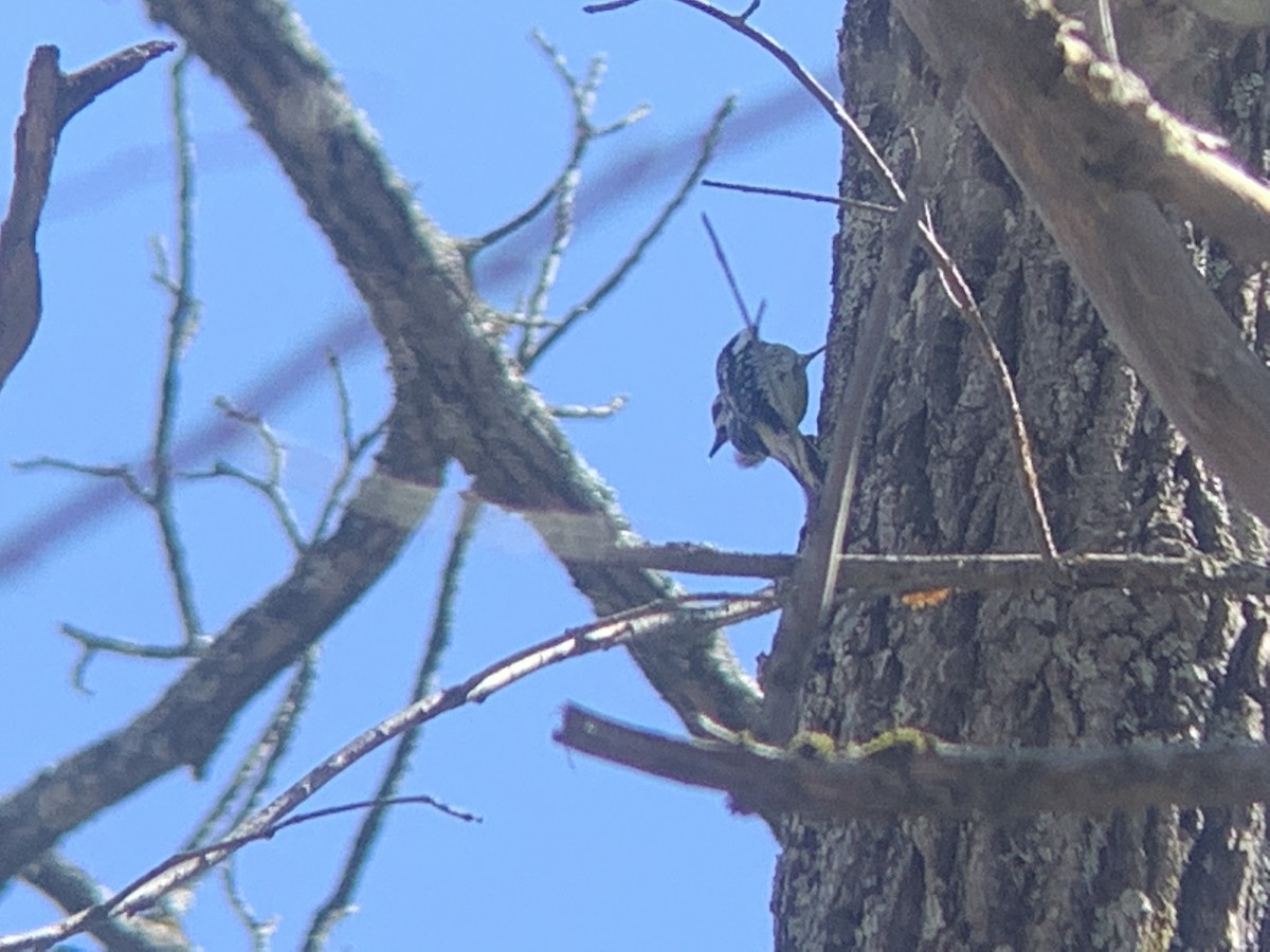 Yellow-bellied Sapsucker - ML436313001