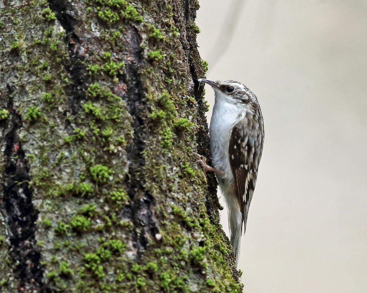 Brown Creeper - ML436314381