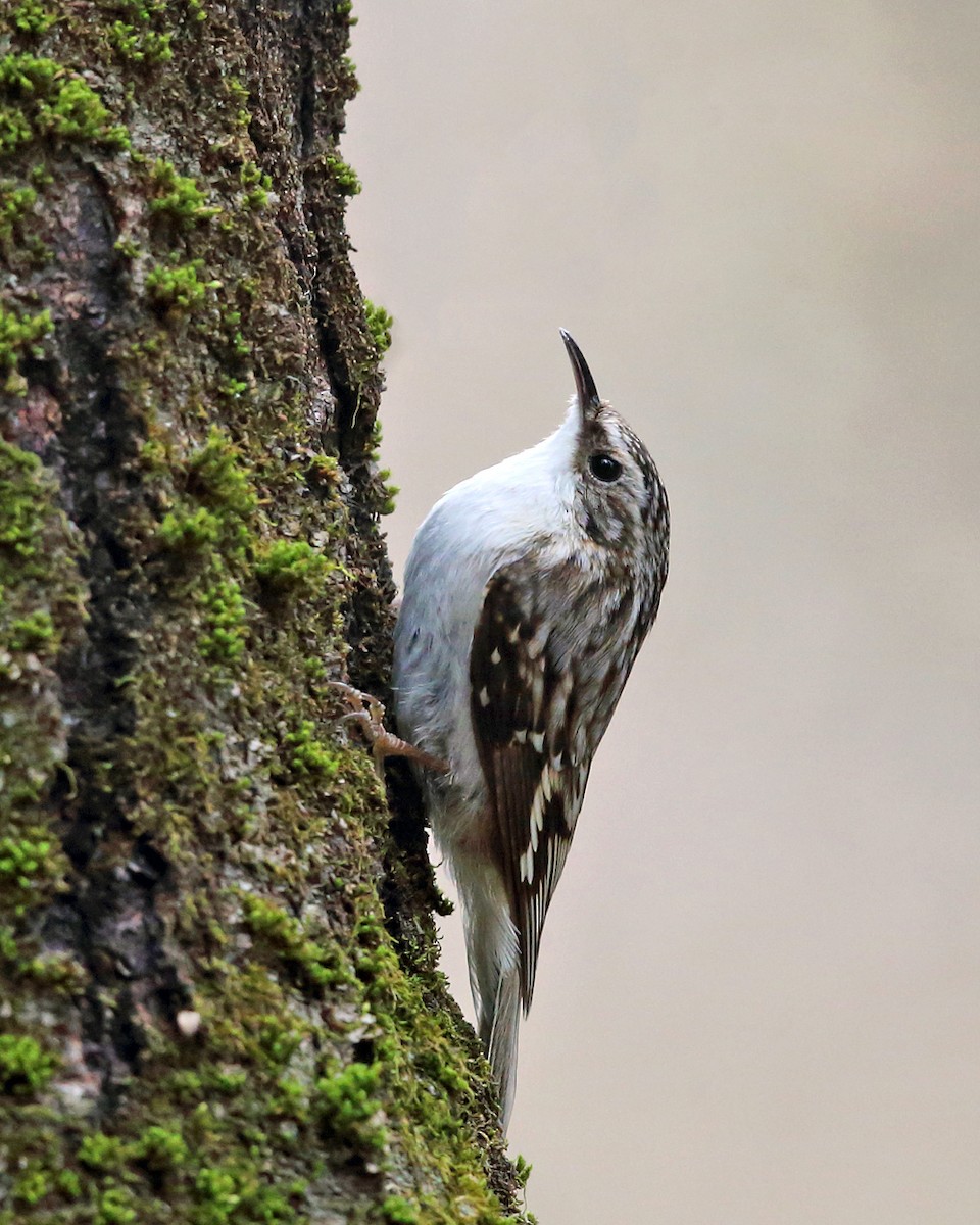 Brown Creeper - ML436314411