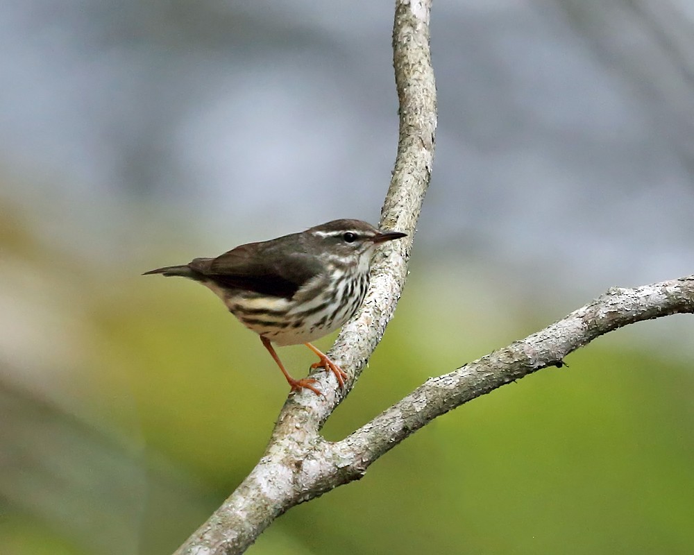 Louisiana Waterthrush - ML436314531