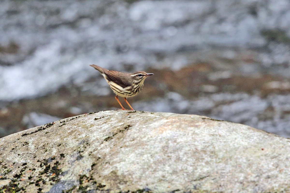 Louisiana Waterthrush - ML436314591