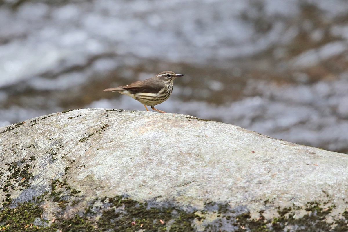 Louisiana Waterthrush - ML436314611