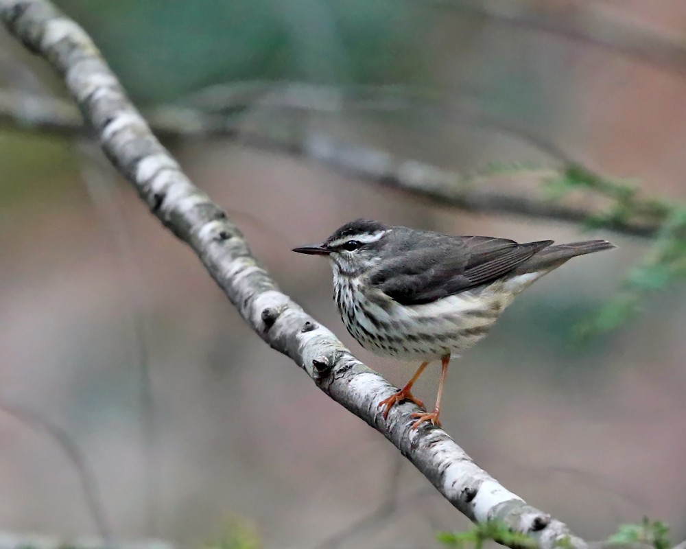 Louisiana Waterthrush - ML436314661