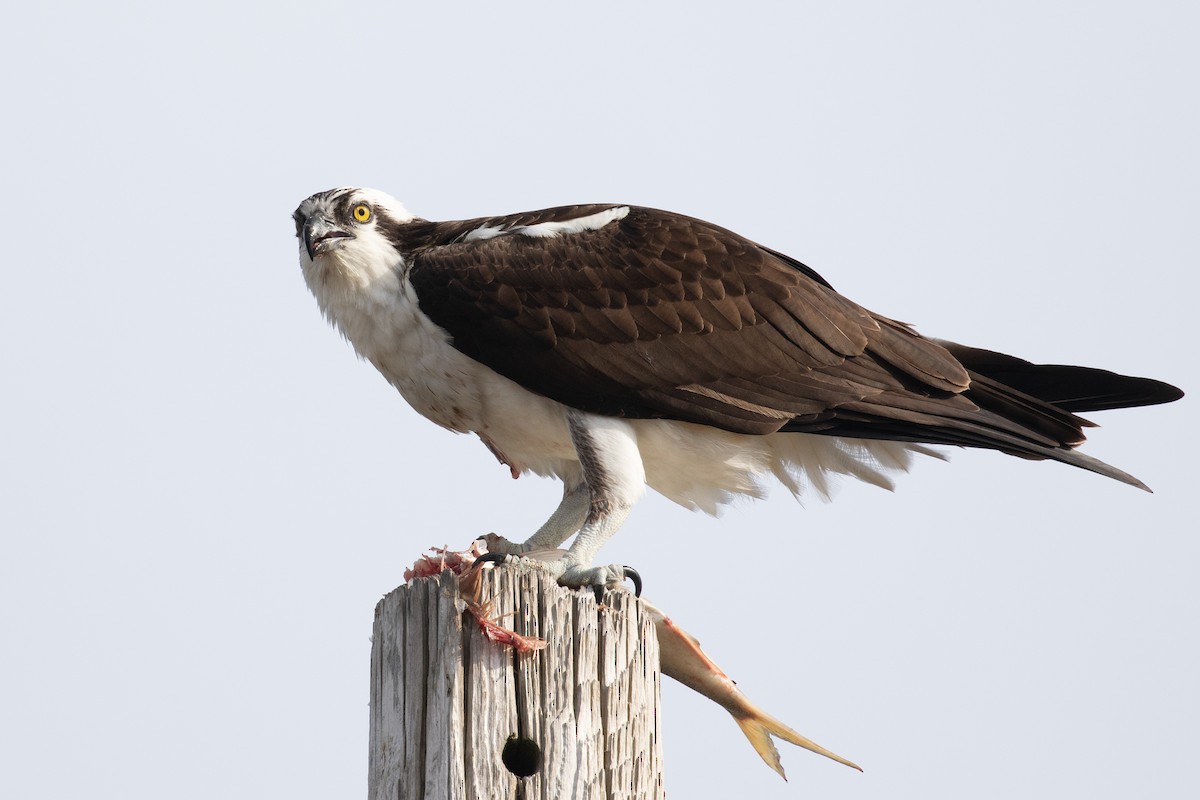 Águila Pescadora (carolinensis) - ML436315921