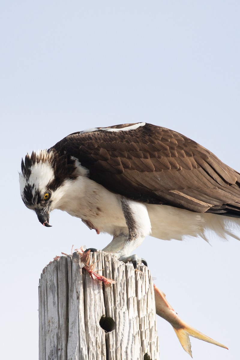 Osprey (carolinensis) - ML436315931