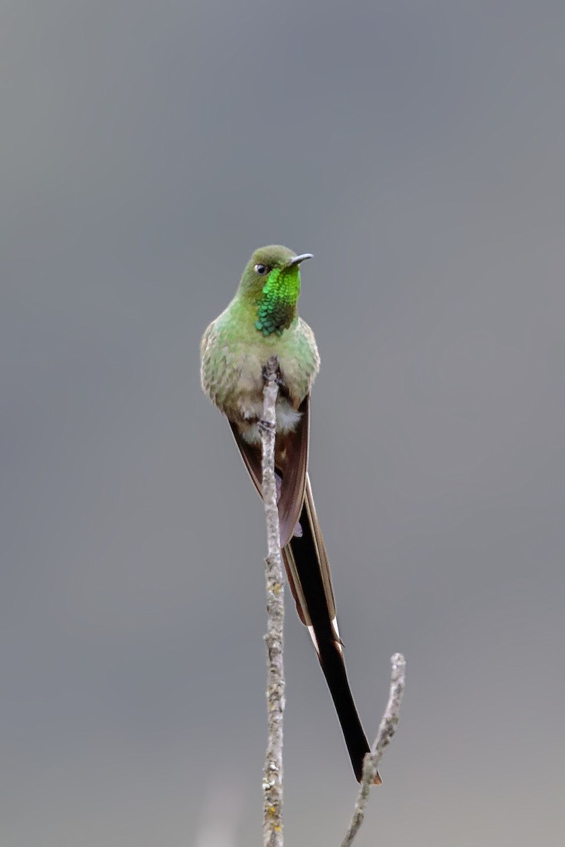 Yeşil Kuyruklu Kolibri - ML436317201