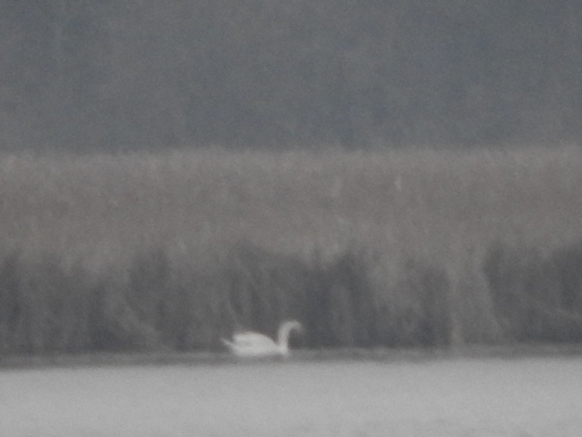 Cygne tuberculé - ML436317401