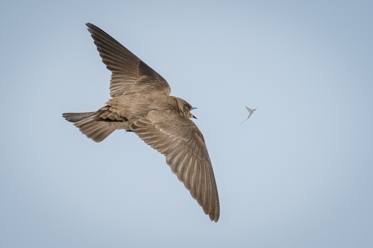 Northern Rough-winged Swallow - ML436318021