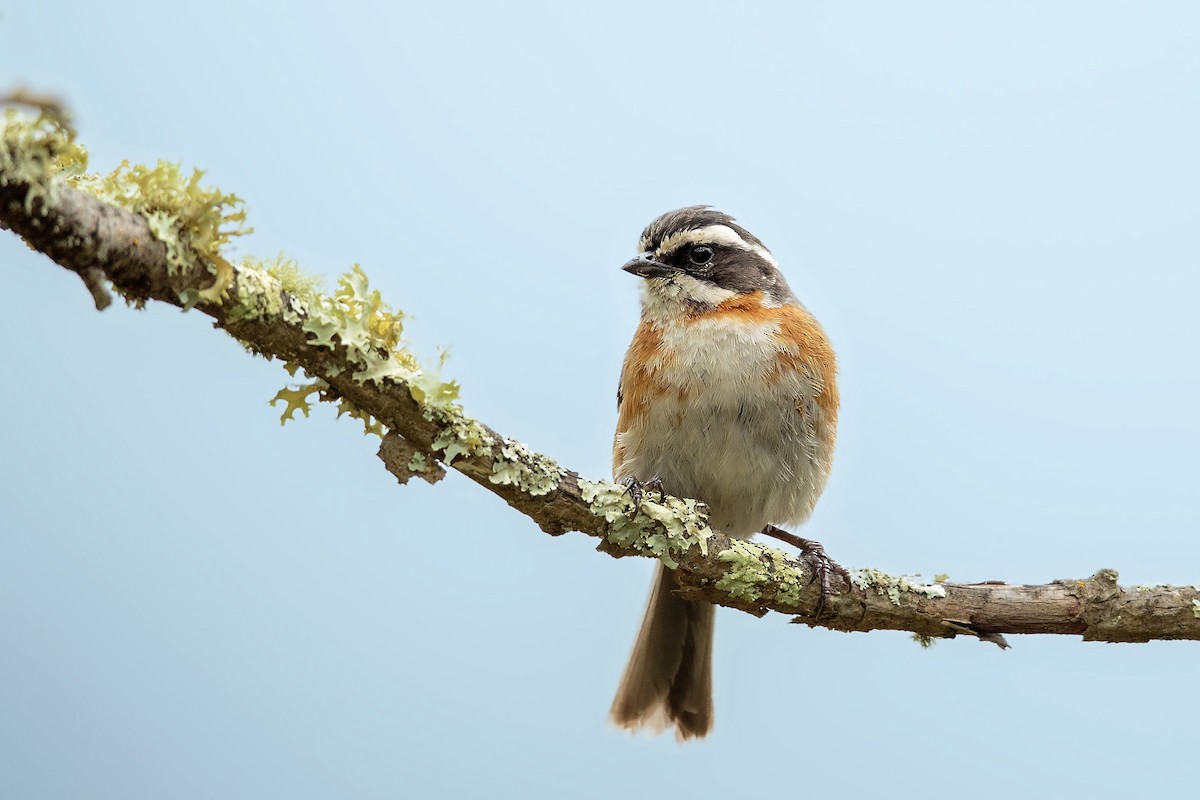 Plain-tailed Warbling Finch - Bradley Hacker 🦜