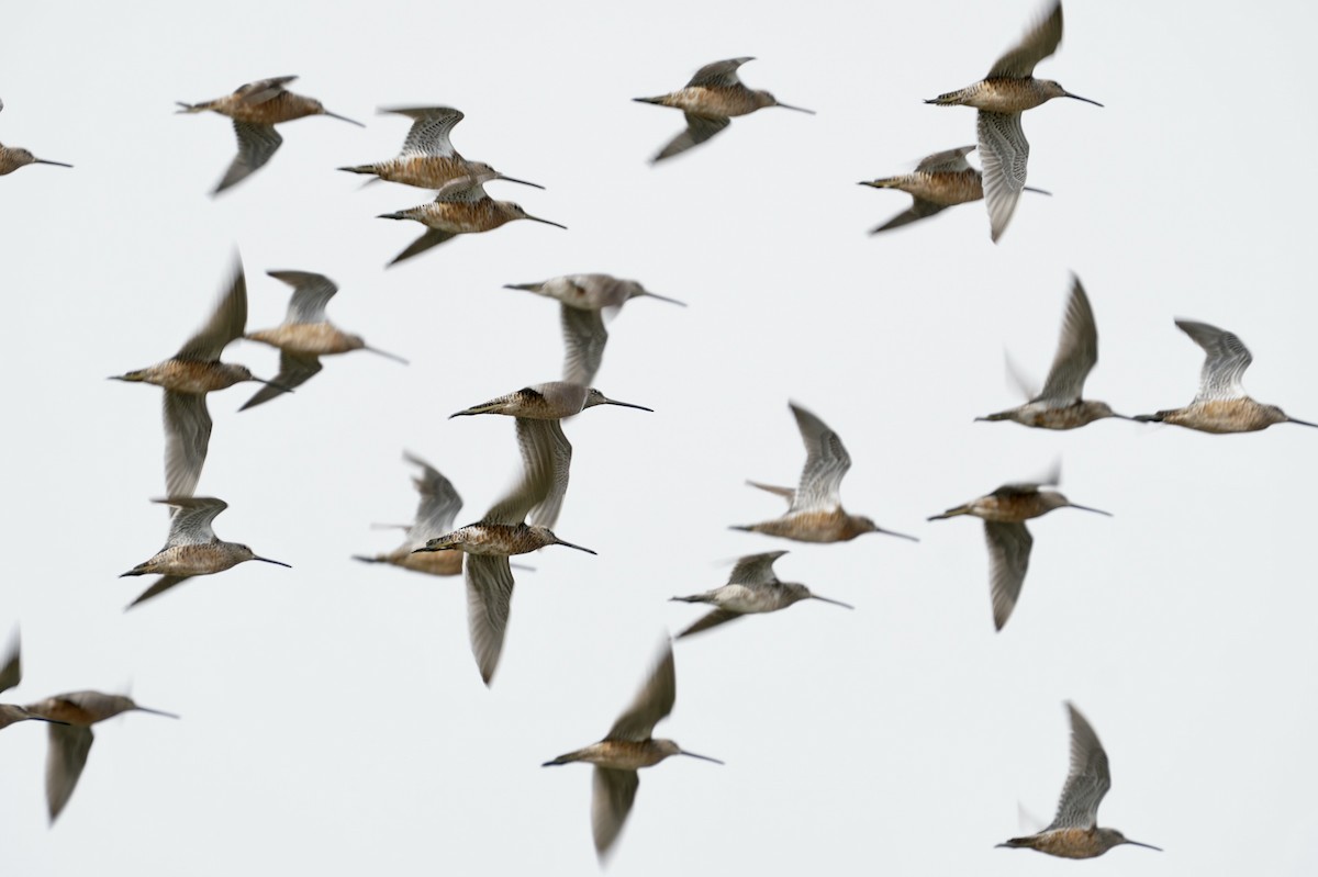 Long-billed Dowitcher - ML436319291