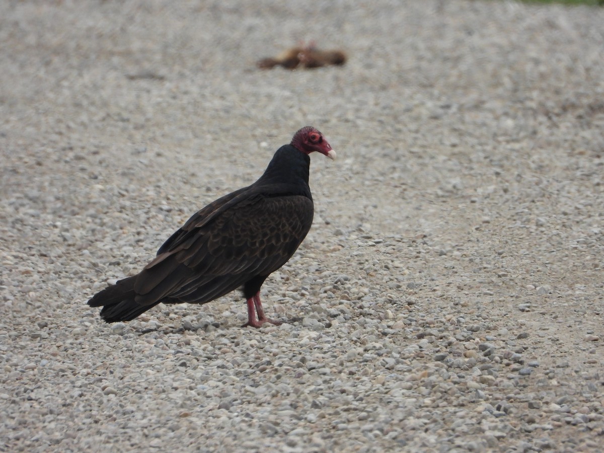 Turkey Vulture - ML436321271