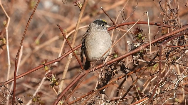 Golden-crowned Sparrow - ML436321901