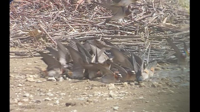 Golondrina Risquera (grupo pyrrhonota) - ML436322211