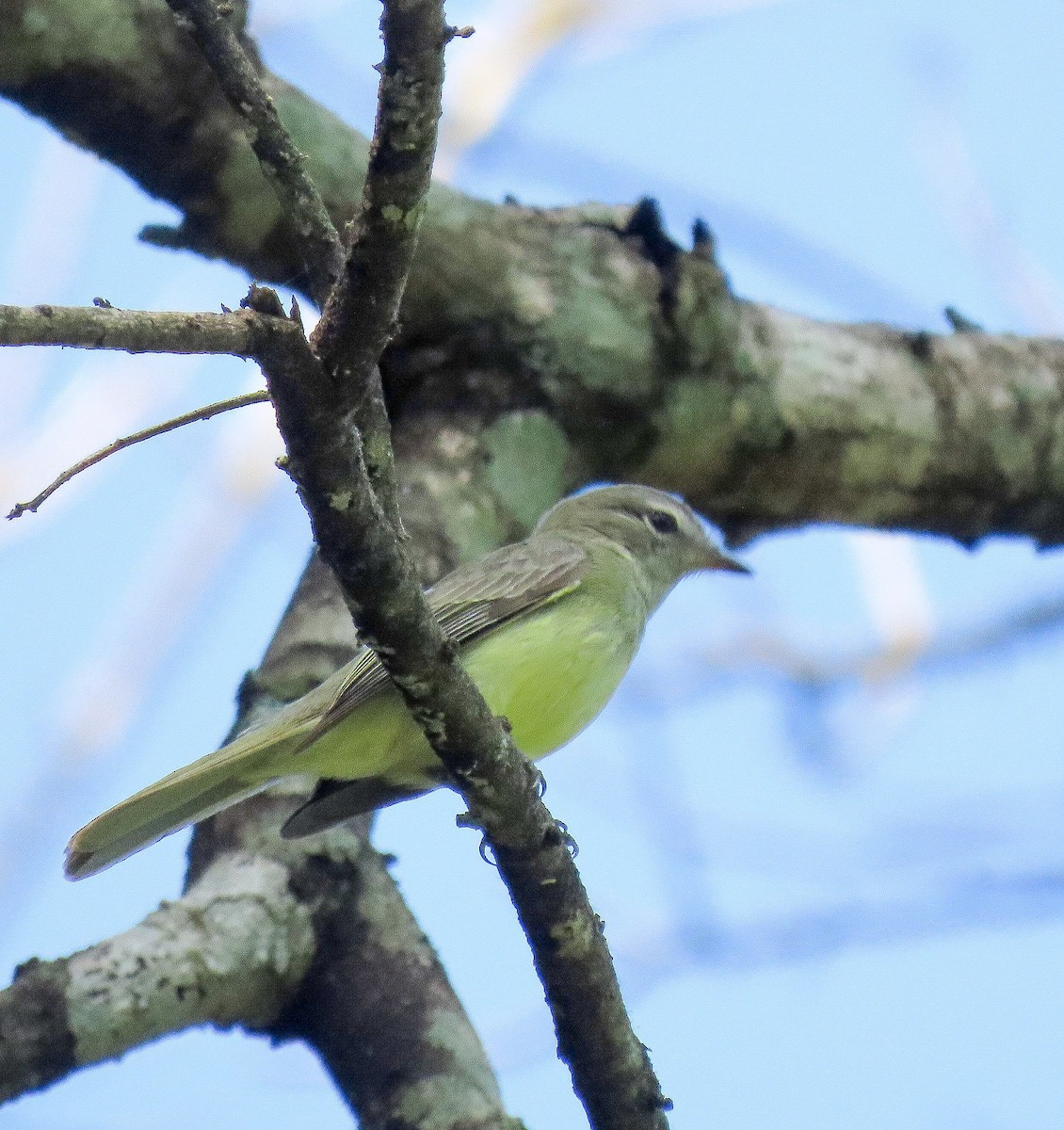 Greenish Elaenia - Fernando Pocho Cabral / Birding Iguazu
