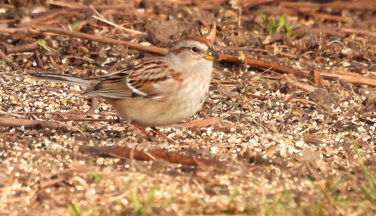 American Tree Sparrow - ML436323011