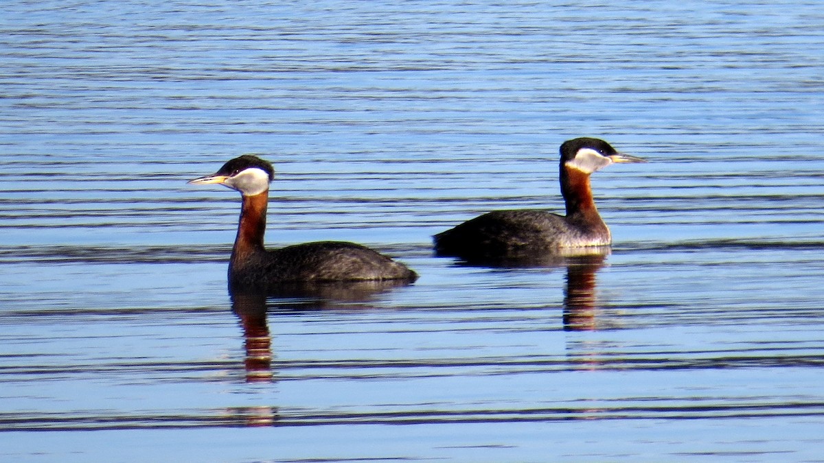 Red-necked Grebe - ML436323111